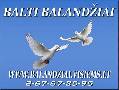 Balti balandziai vestuves, krikstynoms, ivairioms progoms skelbimo nuotrauka